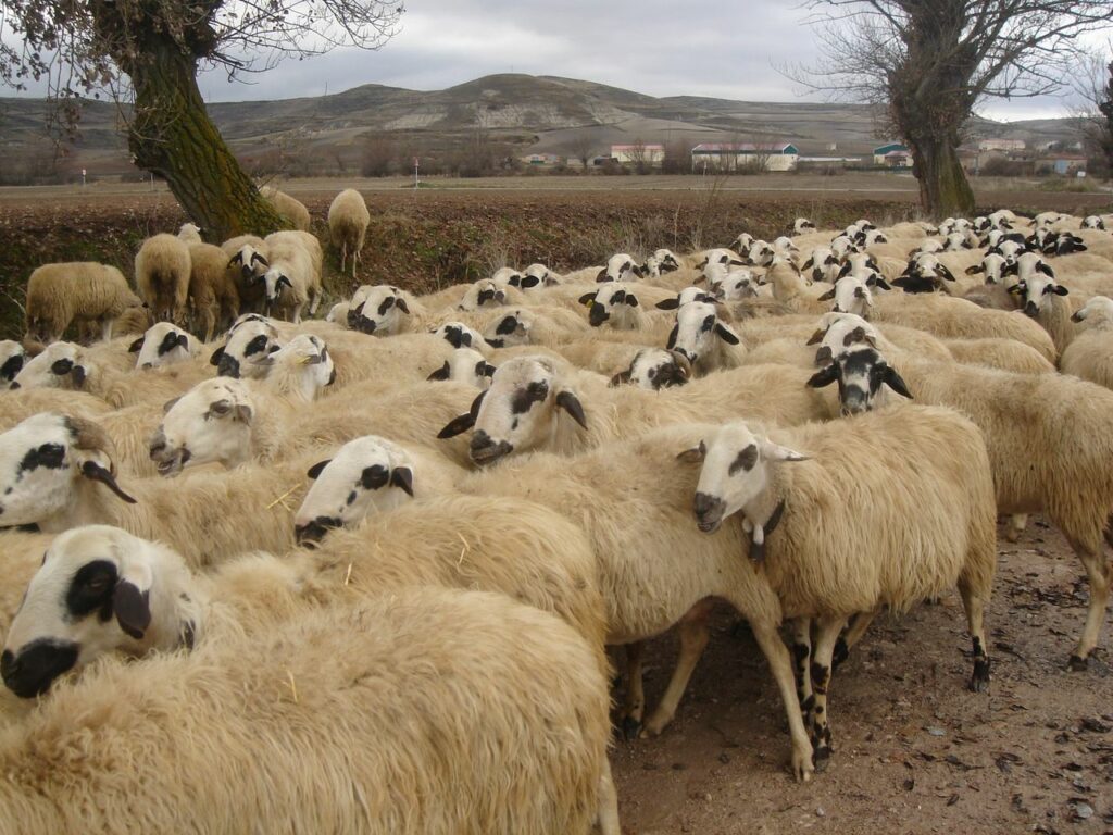 Hodowla owiec podstawowe informacje